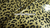 Latex sheet - Leopard mini glitter transp goud - 1455